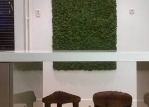 Moswand of mosschilderij in de keuken - Moswens