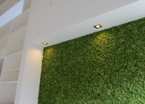 Moswand in modern woonhuis