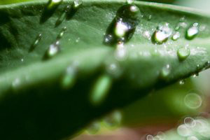 Plantenvoeding en -verzorging - 