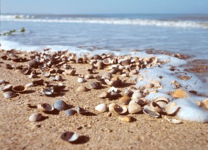 Isoschelp milieuvriendelijke vloerisolatie - Isoschelp