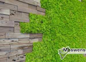 Wand van mos en teakhout - Moswens