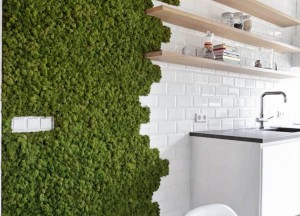 Moswand in de keuken - Moswens