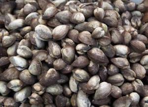 Duurzaam isoleren met schelpen | Isoschelp