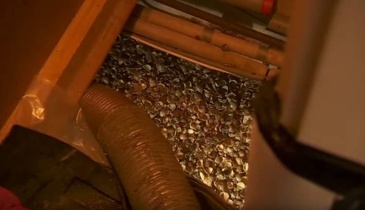 Vochtvrije kruipruimte met schelpen | Isoschelp