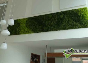 Mossenmix schilderij - Moswens