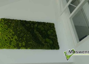 Mossenmix schilderij