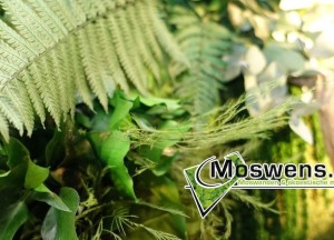 Onderhoudsvrije plantenwand | Moswens