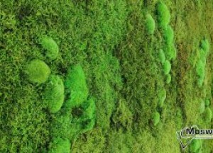 Moswand onderhoud | Moswens - Moswens