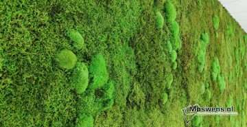 Moswand onderhoud | Moswens