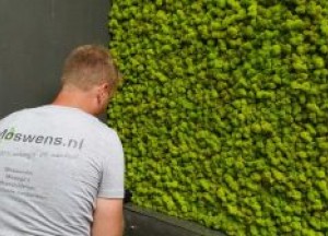 Moswand onderhoud | Moswens