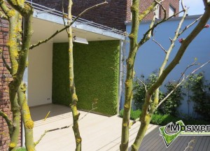 Tuinmuur met mos | Moswens - Moswens