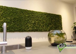 Schilderij van mossenmix | Moswens