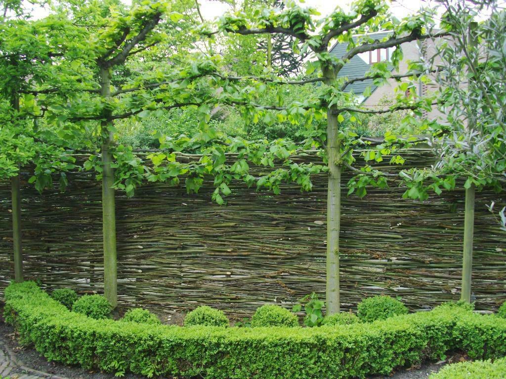 Natuurlijke erfafscheiding | Wilhout