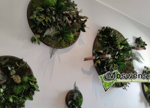 Moswens Jungle cirkels - Moswens