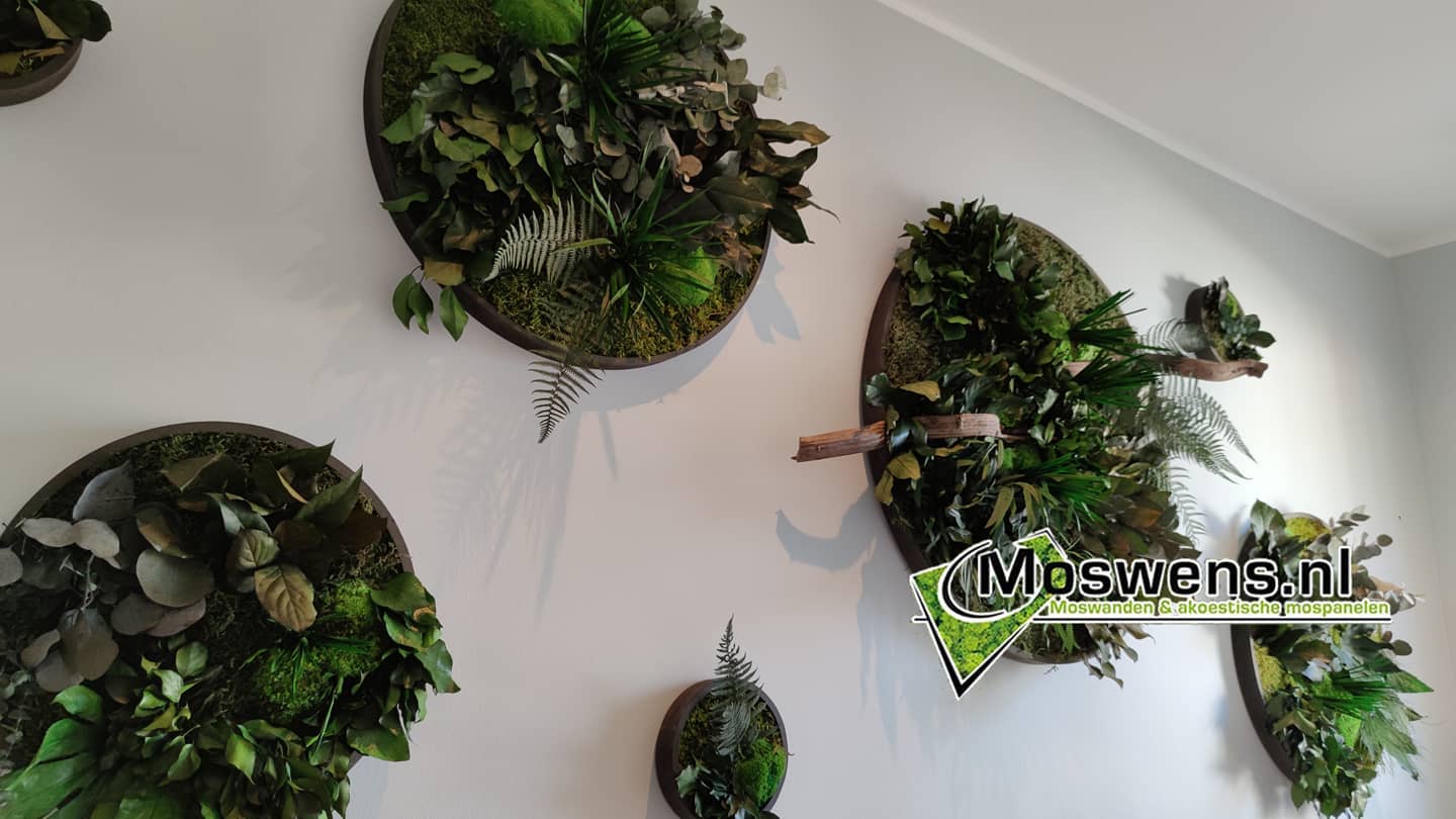 Moswens Jungle cirkels