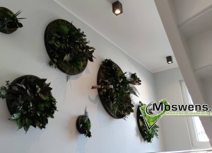 Moswens Jungle cirkels