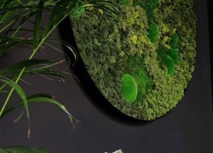 Rond mosschilderij | Moswens - Moswens