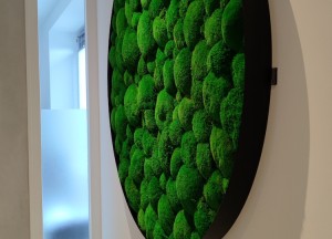 Bolmos wandcirkel | Moswens - Moswens