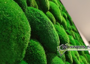 Bolmos wandcirkel | Moswens