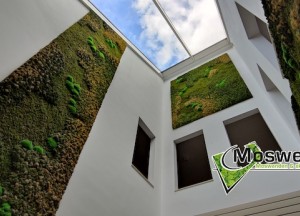 Plantaardige moswanden | Moswens - Moswens