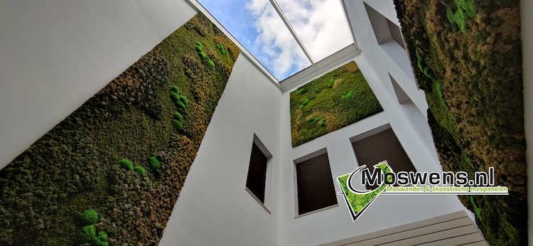Plantaardige moswanden | Moswens