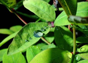 Benut regenwater met een regenton - 