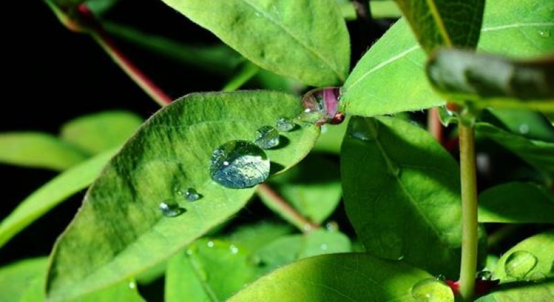 Benut regenwater met een regenton