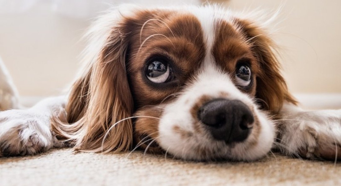Veilige vloerreinigers voor jouw huisdier, hondenspullen en vloer