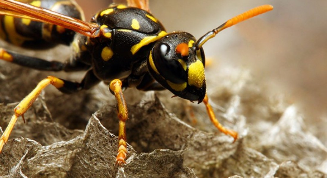 Hoe kun je een beginnend wespennest herkennen? 
