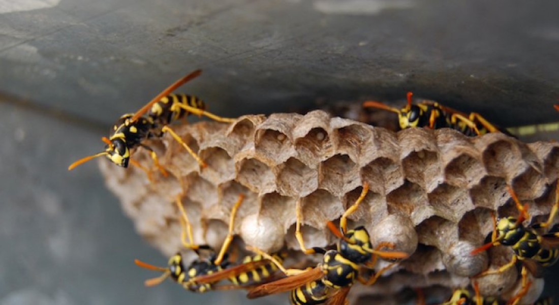 Een wespennest in je woning verwijderen