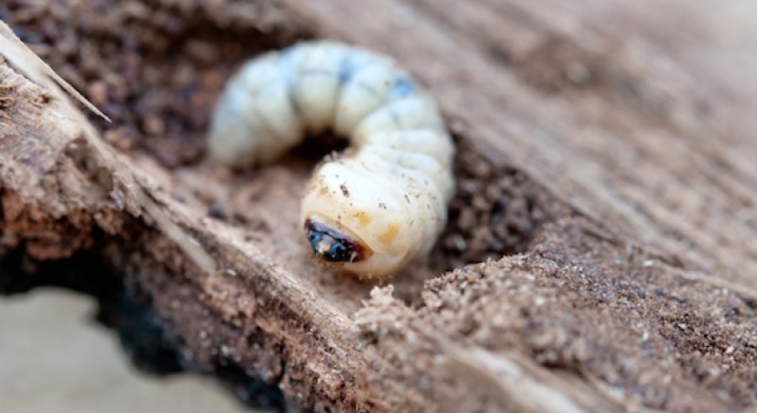 Houtworm in het haardhout