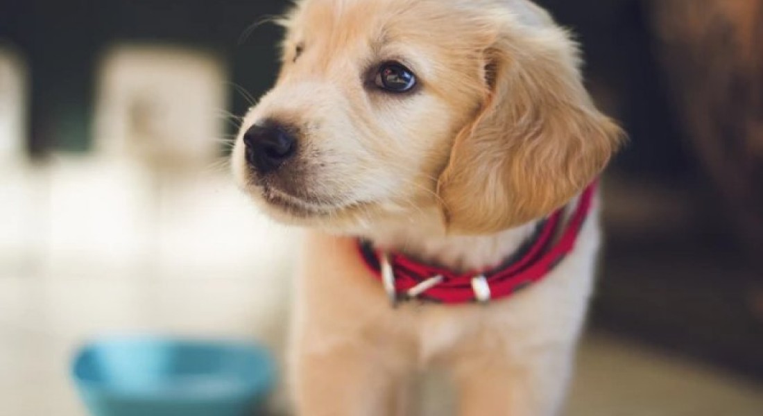 Je woonkamer diervriendelijk inrichten