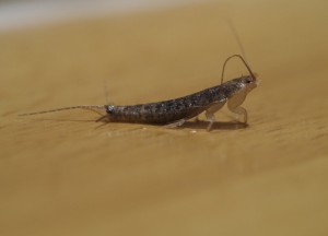 Hoe komt u af van zilvervisjes in huis? - 