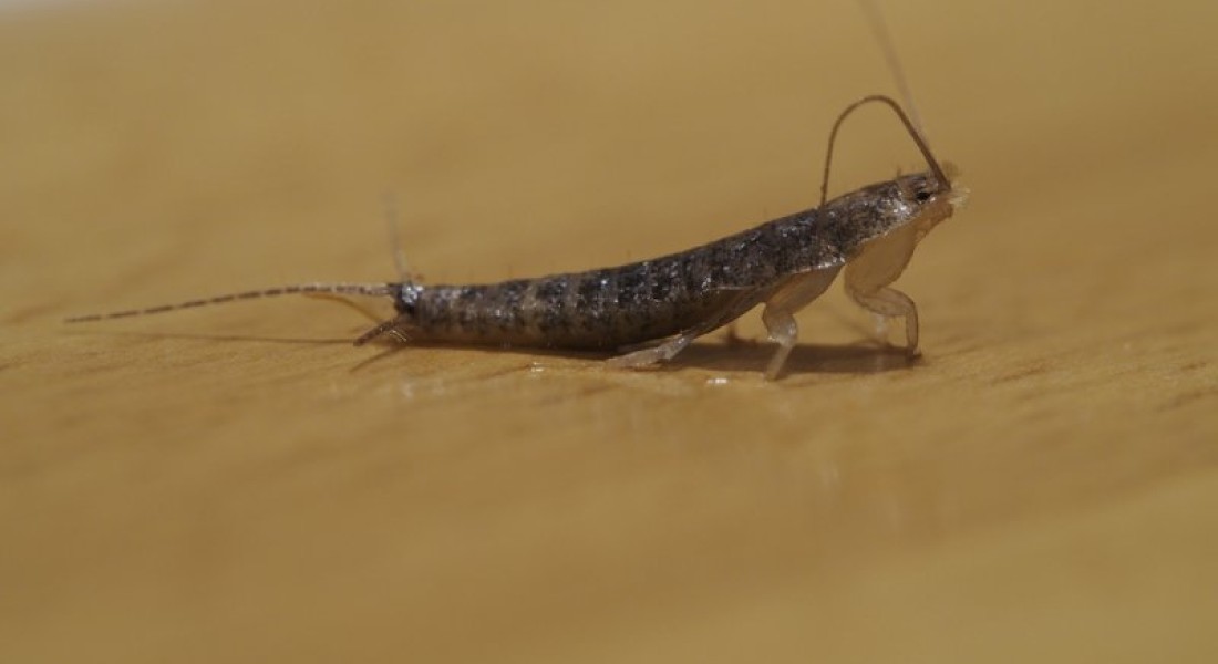 Hoe komt u af van zilvervisjes in huis?