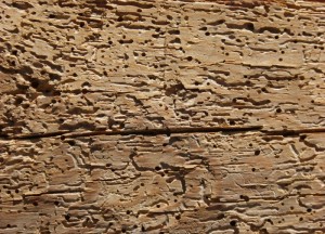 Houtworm: een ramp voor uw woning - 