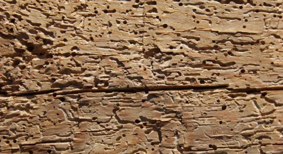 Houtworm: een ramp voor uw woning