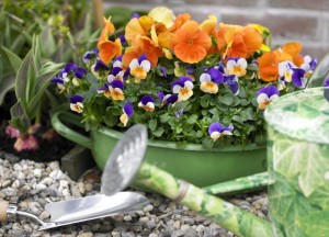 Goedkope tuin aanleggen? Hier de mogelijkheden! - 