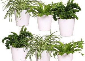 De mooiste kamerplanten koop je onlineâ€¨ - 