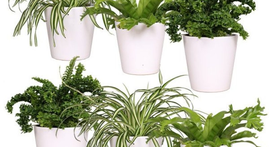 De mooiste kamerplanten koop je onlineâ€¨