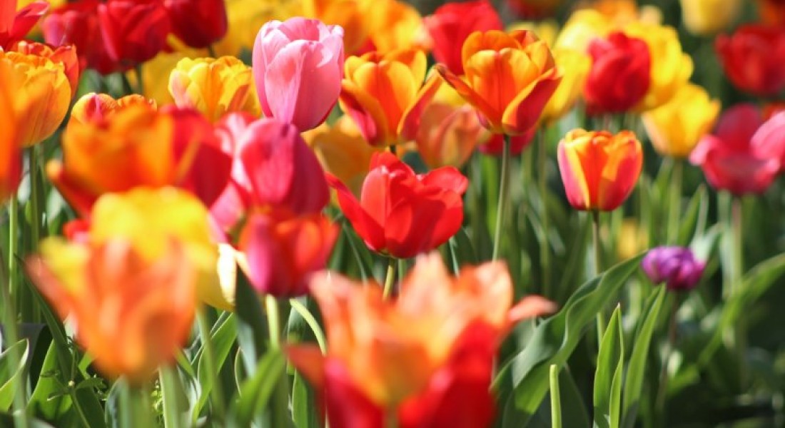 Droomtuin waarmaken? Gewoon doen!