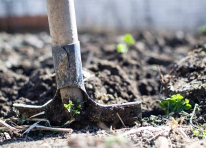Is je tuin een rommeltje? Wat een erfzonde! - 