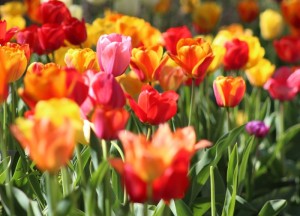 Jouw tuin nog aangenamer maken? Bekijk de vele mogelijkheden! - 