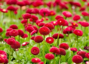 Voor welke tuin kies jij? - 