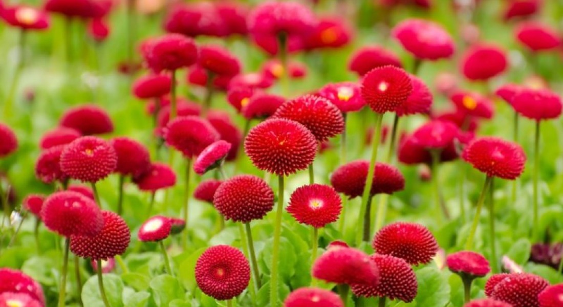 Voor welke tuin kies jij?