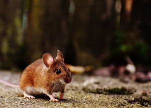 Zo voorkom je een muizenplaag - 