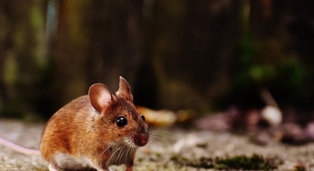 Zo voorkom je een muizenplaag