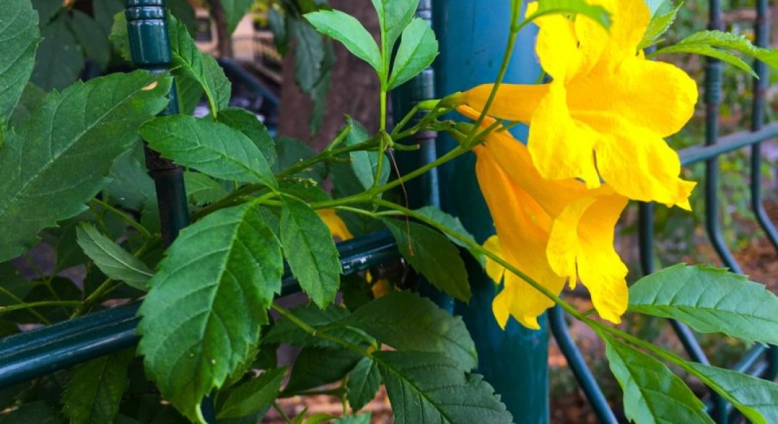 Nieuwe schutting in de tuin laten zetten? Bekijk eerst eens de mogelijkheden van hekwerk