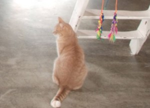 Coating voor een betonnen vloer - 