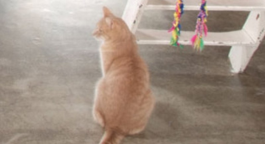 Coating voor een betonnen vloer