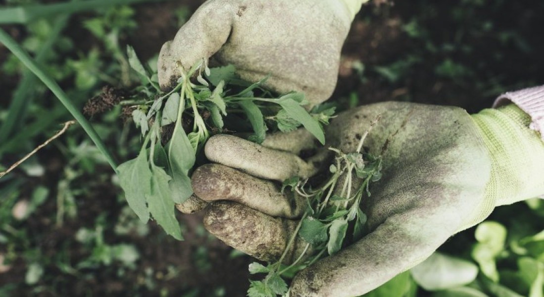 Drie beste manieren om onkruid te verwijderen